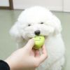 【 犬 おもちゃ 】IDOG&ICAT オリジナルラテックスTOY はじけるそらマメ