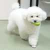 【 犬 おもちゃ 】IDOG&ICAT オリジナルラテックスTOY はじけるそらマメ