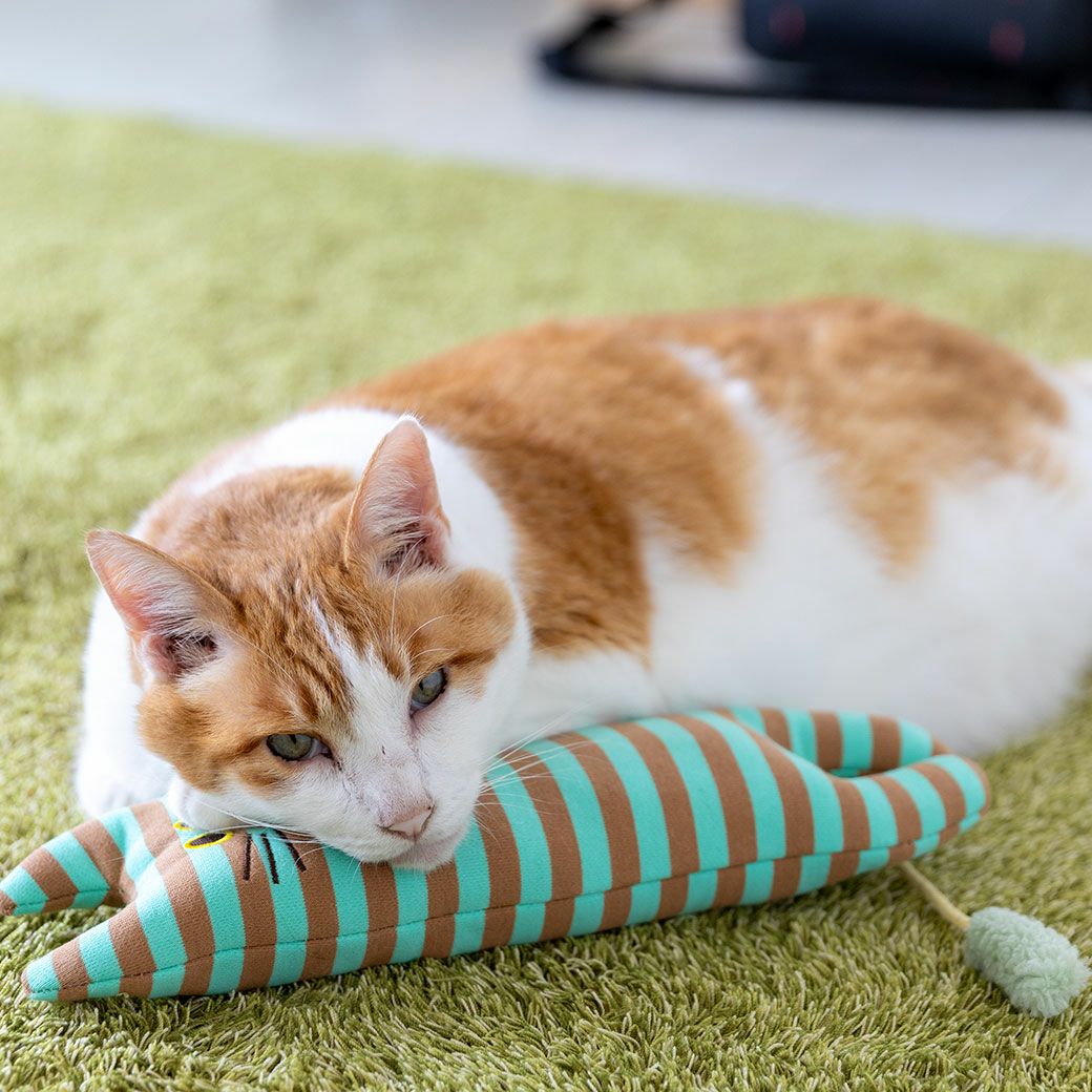 MIX8.6kg(首25/胴54/丈34cm)のゆづるくんはらいむくんをあごのせ枕として使用