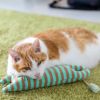 MIX8.6kg(首25/胴54/丈34cm)のゆづるくんはらいむくんをあごのせ枕として使用