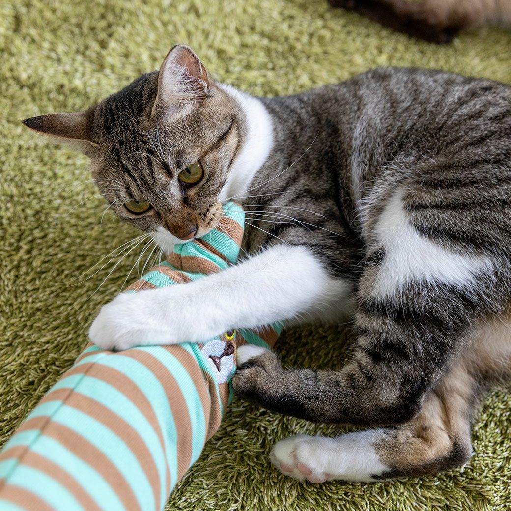 こむぎちゃんはらいむくんをくわえつつも手でおさえながらケリケリ