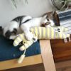 5.5kgノズくんはれもんくんを放しません。