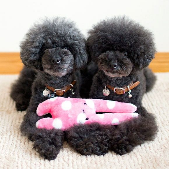 うさたん専用✩.*˚海外おもちゃまとめて iDog 犬用品 iToy 水玉うさたん : iDog - 通販 - Yahoo!ショッピング