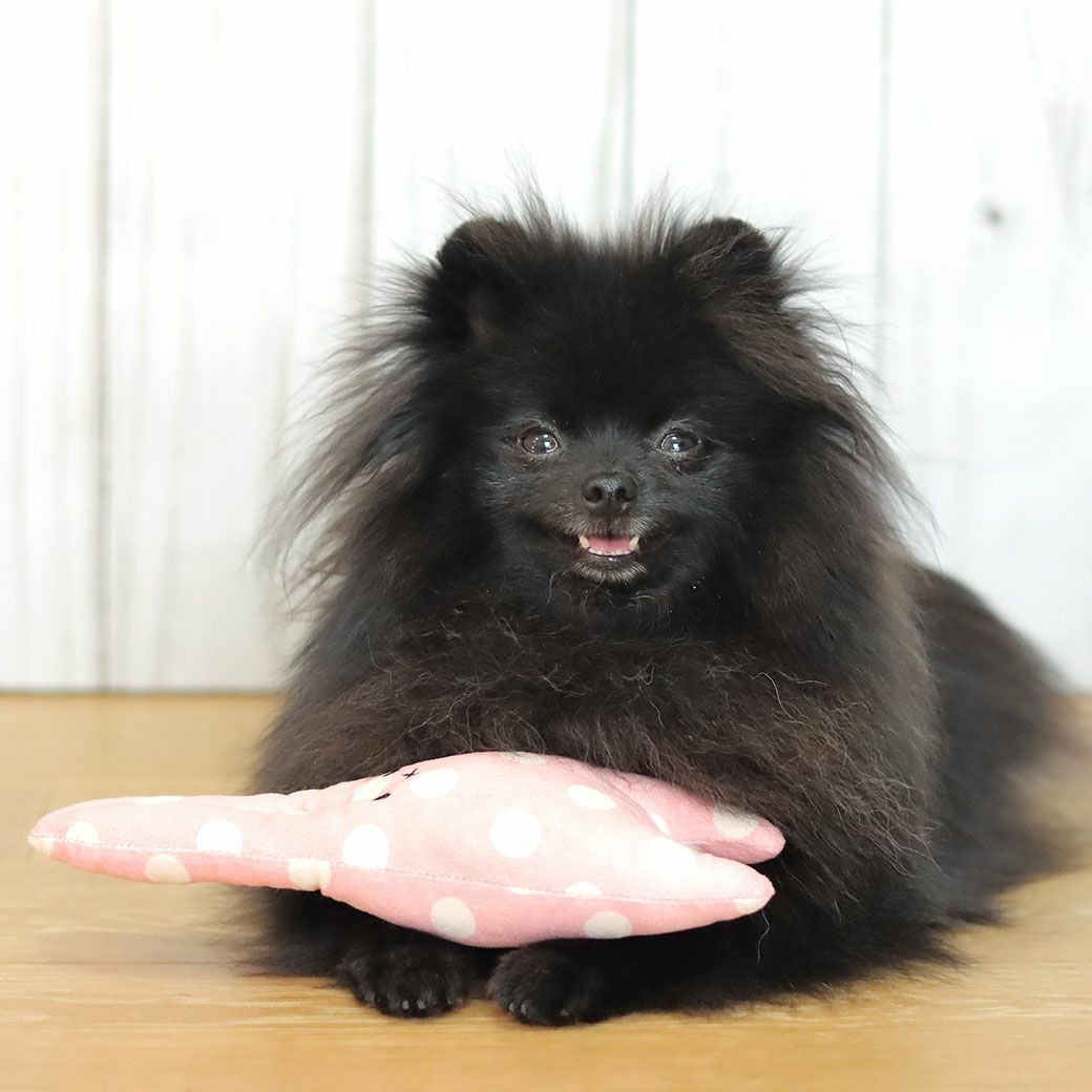 ポメラニアン2.4kg(首19/胴30/丈26cm)のはちみつちゃんはドットピンクで遊びました