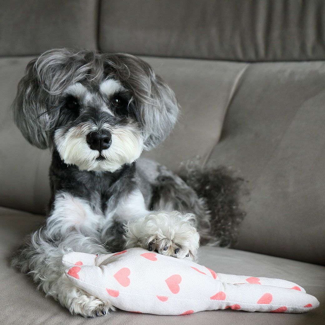 ミニチュアシュナウザー4.8kg(首22/胴39/丈29cm)のあろあちゃんはハートコーラルレッドを使用