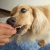 【 犬のおやつ 国産 】HAVIT ハビット チキンおからチップス