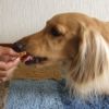 【 犬のおやつ 国産 】HAVIT ハビット チキンおからチップス