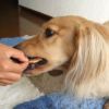 【 犬のおやつ 国産 】HAVIT ハビット チキンおからチップス