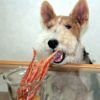 【 犬 おやつ 国産 】HAVIT ハビット 鶏ささみ