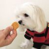 【 犬 おやつ 国産 】HAVIT ハビット おいもチキンチップス