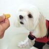 【 犬 おやつ 国産 】HAVIT ハビット おいもチキンチップス