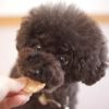 【 犬 おやつ 国産 】HAVIT ハビット チーズチキンチップス