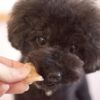 【 犬 おやつ 国産 】HAVIT ハビット チーズチキンチップス