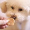 【 犬 おやつ 国産 】HAVIT ハビット チーズチキンチップス