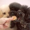 【 犬 おやつ 国産 】HAVIT ハビット チーズチキンチップス