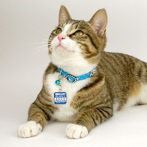 【 迷子札 犬 猫 】IDOG&ICAT オリジナルネームタグ 迷子札 角丸 ハロー メール便OK