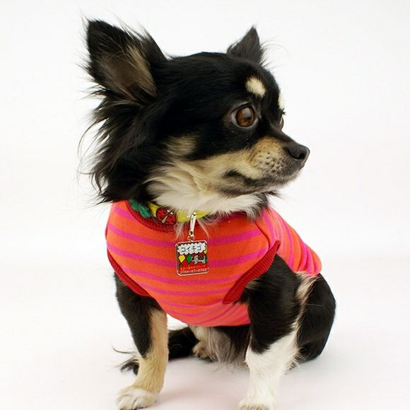 【 迷子札 犬 猫 】IDOG&ICAT オリジナルネームタグ 迷子札 角丸 インド象 メール便OK