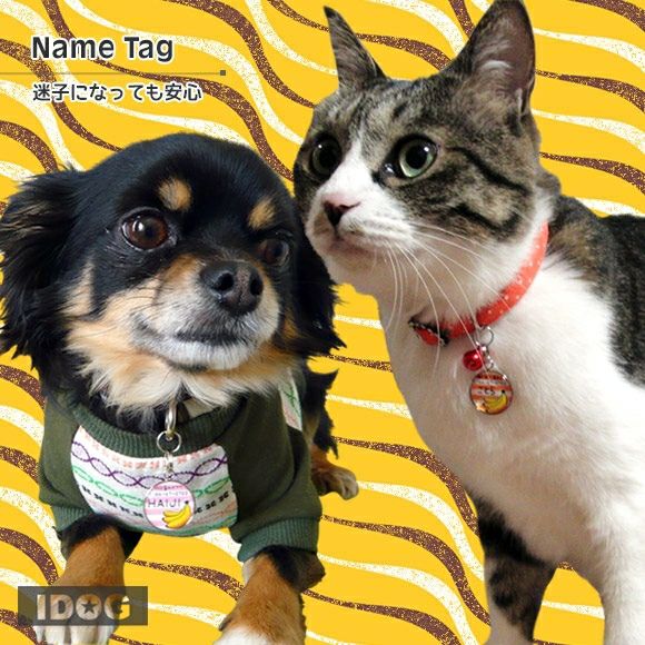 【 迷子札 犬 猫 】IDOG&ICAT オリジナルネームタグ 迷子札 バナナボーダー メール便OK