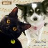 【 迷子札 犬 猫 】IDOG&ICAT オリジナルネームタグ 迷子札 水玉りぼん メール便OK
