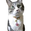 【 迷子札 犬 猫 】IDOG&ICAT オリジナルネームタグ 迷子札 フルーツ メール便OK