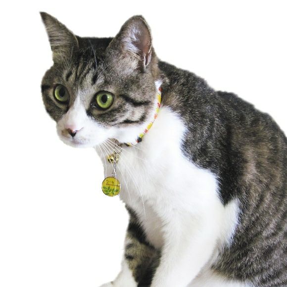 【 迷子札 犬 猫 】IDOG&ICAT オリジナルネームタグ 迷子札 NATURAL メール便OK