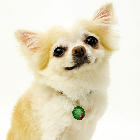【 迷子札 犬 猫 】IDOG&ICATオリジナル ネームタグ 迷子札 チワワ メール便OK