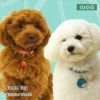 【 犬 迷子札 】IDOG&ICATオリジナル ネームタグ 迷子札 プードル メール便OK