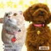 【 迷子札 犬 猫 】IDOG&ICATオリジナル ネームタグ 迷子札 アングリーベア メール便OK