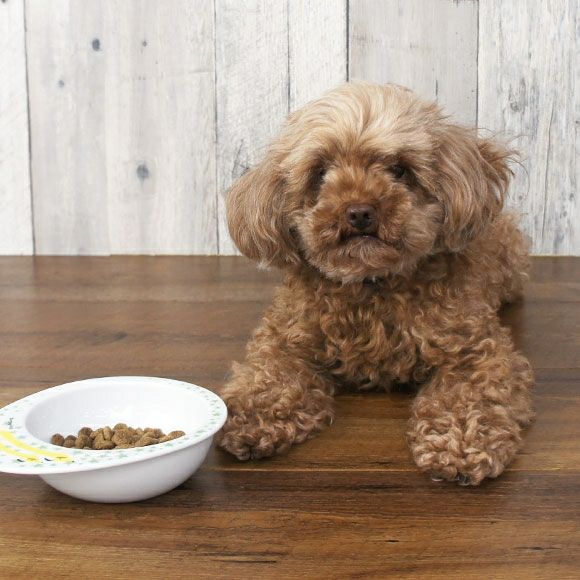 【 犬 ドッグフード 】ナチュラルハーベスト Natural Harvest シュープリーム1.1kg×6袋 まとめ買いセット