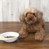 【 犬 ドッグフード 】ナチュラルハーベスト Natural Harvest シュープリーム1.1kg×6袋 まとめ買いセット