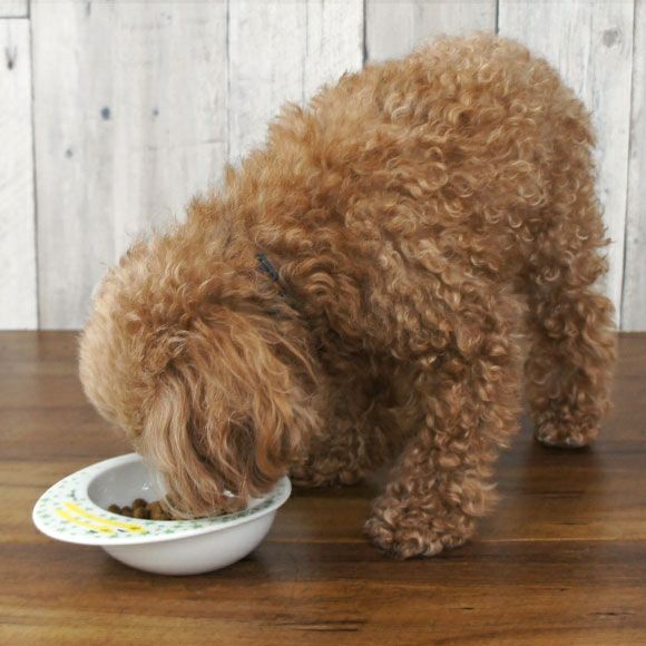 【 犬 ドッグフード 】ナチュラルハーベスト Natural Harvest シュープリーム1.1kg×6袋 まとめ買いセット