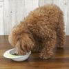 【 犬 ドッグフード 】ナチュラルハーベスト Natural Harvest シュープリーム1.1kg×6袋 まとめ買いセット