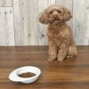 【 犬 ドッグフード 】ナチュラルハーベスト Natural Harvest マイリトルダーリン 1.1kg×6袋 まとめ買いセット