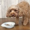 【 犬 ドッグフード 】ナチュラルハーベスト Natural Harvest マイリトルダーリン 1.1kg×6袋 まとめ買いセット