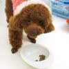 【 犬 ドッグフード 】SELECT BALANCE セレクトバランス エイジングケア チキン 3kg×4袋 まとめ買いセット