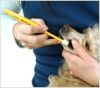 【 犬 歯ブラシ 】シグワン 360度歯ブラシ 小型犬用 イエロー メール便OK