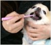 【 犬 デンタルケア 】シグワン 360度歯ブラシ 超小型犬用 ピンク メール便OK