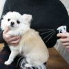 【 犬 猫 コンディショナー 】ピュアラ スキンコンディショニング