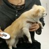 【 犬 猫 ブラシ 】IDOG&ICAT glosse うるおいケアブラシ