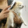 【 犬 猫 ブラシ 】IDOG&ICAT glosse うるおいケアブラシ