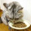 【 猫 キャットフード 】ジロ吉ごはんだよ 総合栄養食タイプ 500g