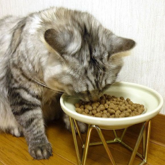 【 猫 キャットフード 】ジロ吉ごはんだよ 一般食タイプ 500g×3袋 まとめ買いセット