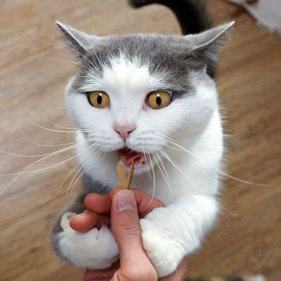 【 猫 おやつ 】Yuki Manma ゆきまんま まぐろぶしスライス