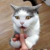 【 猫 おやつ 】Yuki Manma ゆきまんま まぐろぶしスライス