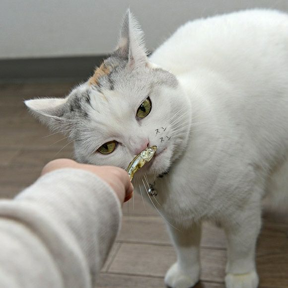 【 猫 おやつ 】Yuki Manma ゆきまんま 塩無添加にぼし