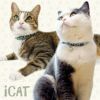 【 猫 首輪 安全 】iCat アイキャット カジュアルカラー 和柄 唐草 メール便OK