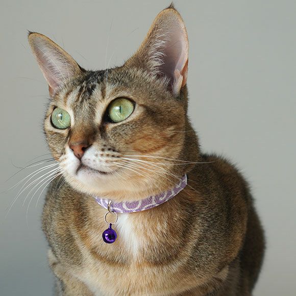 色が優しく妖艶なイメージになれる猫首輪です