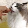 【 猫 おやつ 】DR.VOICE 猫にやさしいトリーツ メール便OK