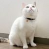 【 猫 首輪 安全 】iCat アイキャット カジュアルカラー 和柄 しだれ桜 メール便OK