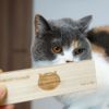 【 猫 ひげケース 】bjorn ビョルン 猫のひげケース ロング